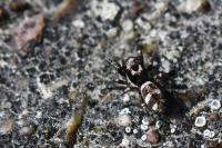 Salticus scenicus