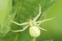 Misumena vatia