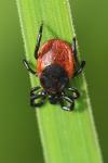 Ixodes ricinus