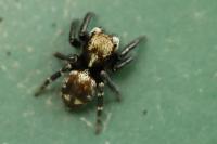 Pseudeuophrys erratica