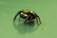 Pseudeuophrys erratica