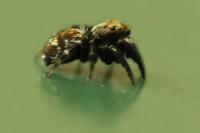 Pseudeuophrys erratica