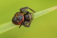 Synema globosum