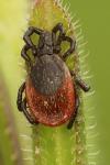 Ixodes ricinus