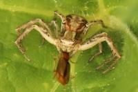 Xysticus