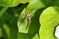 Pisaura mirabilis