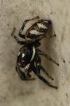 Salticus scenicus