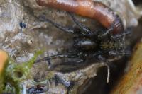 Arctosa leopardus