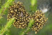 Araneus diadematus