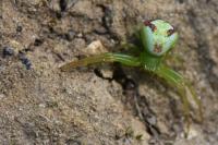 Ebrechtella tricuspidata