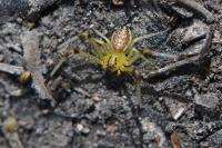 Diaea dorsata