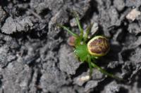 Diaea dorsata