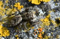 Marpissa muscosa