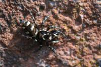 Salticus scenicus