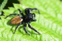 Carrhotus xanthogramma