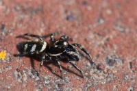 Salticus scenicus