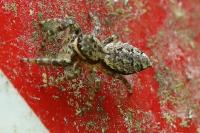 Marpissa muscosa