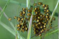 Araneus diadematus