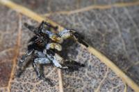 Aelurillus v-insignitus