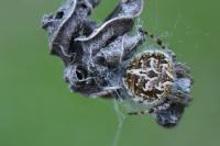 Agalenatea redii