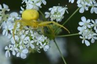 Misumena vatia