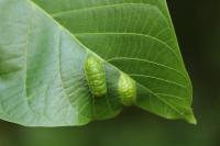 Aceria erinea
