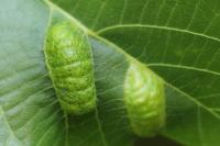 Aceria erinea