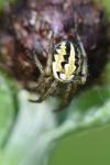 Neoscona adianta