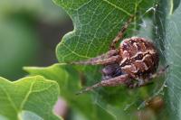 Agalenatea redii