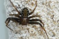 Xysticus