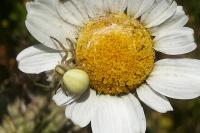 Misumena vatia