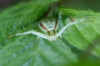 Misumena vatia