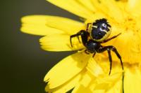 Synema globosum