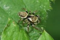 Evarcha falcata