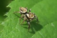 Evarcha falcata