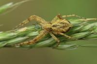 Philodromus dispar
