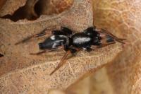 Kishidaia conspicua