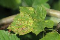 Eriophyes sorbi