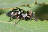 Kishidaia conspicua