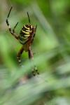 Argiope bruennichi