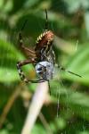 Argiope bruennichi