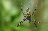 Argiope bruennichi
