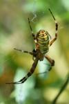 Argiope bruennichi