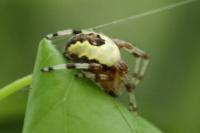 Araneus marmoreus