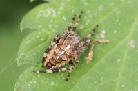Araneus diadematus