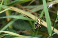 Argiope bruennichi
