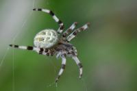 Araneus quadratus
