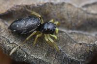 Heliophanus flavipes