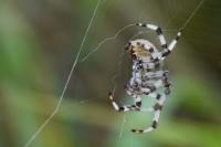 Araneus quadratus