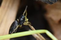 Heliophanus flavipes